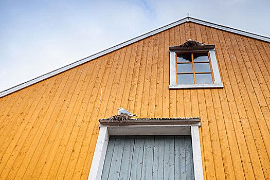 海鸥,坐,鸟窝,乡村,黄色,木墙,挪威