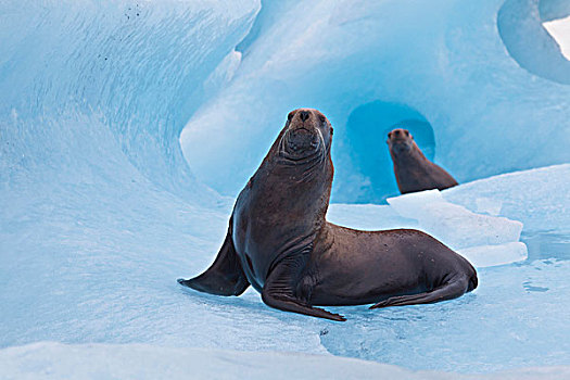 威廉王子湾,阿拉斯加,一对,玩耍,海狮,角斗,蓝色,冰山,靠近,雄性动物,头部
