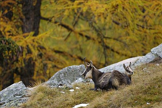 岩羚羊,臆羚,休息,彩色,国家公园,意大利