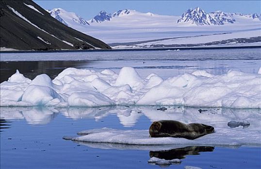 髯海豹,休息,浮冰