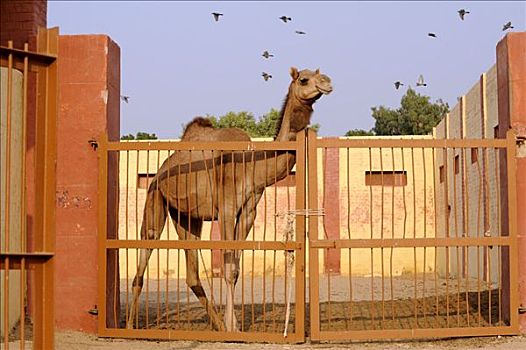 单峰骆驼,国家,骆驼,研究,农场,比卡内尔,拉贾斯坦邦,北印度,南亚