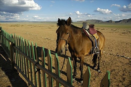 马,栅栏,浩大,草原,蒙古,亚洲