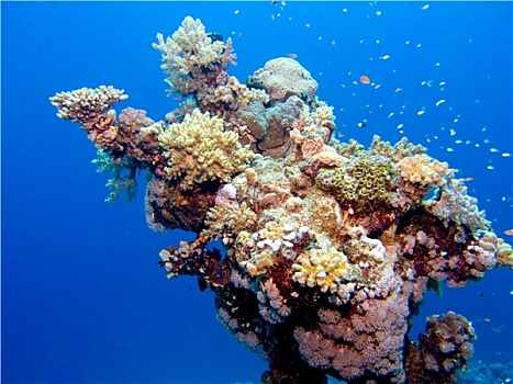 珊瑚,红海