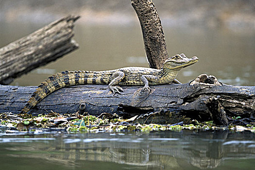 哥斯达黎加,野生动植物保护区,眼镜凯门鳄,凯门鳄,休息,树干,小溪