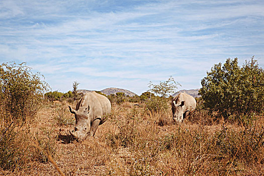 犀牛,放牧,南非