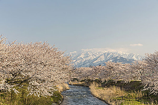 樱桃树,积雪,山,日本