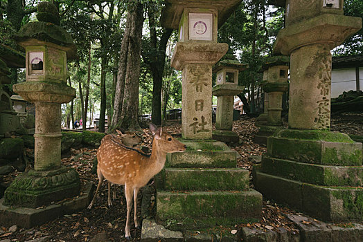 日本奈良公园春日大社里的野生小鹿