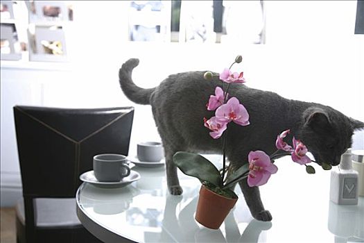 猫,桌面布置