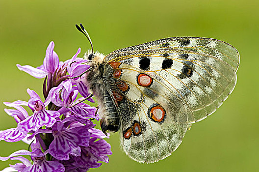 阿波罗,蝴蝶,大帕拉迪索国家公园,意大利,欧洲