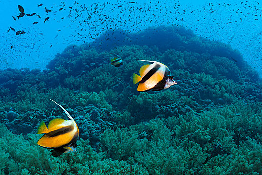 红海,马夫鱼属,游动,上方,珊瑚礁,埃及,非洲