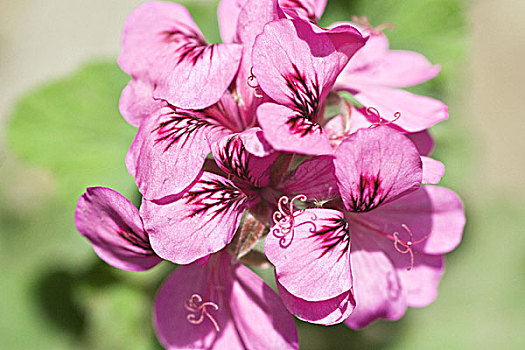 紫红色,天竺葵,花