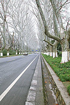 南京的梧桐路