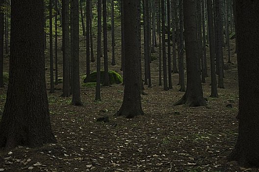 树林,靠近,捷克共和国
