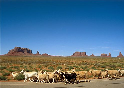 美国,亚利桑那,纪念碑谷,山羊,途中,顶峰,背影