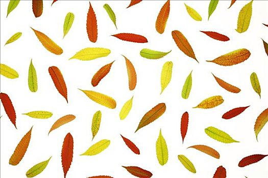 秋天,彩色,盐肤木,叶子,静物