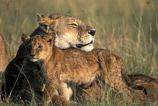 肯尼亚,马塞马拉野生动物保护区,雌狮,狮子,休息,早晨,太阳,热带草原