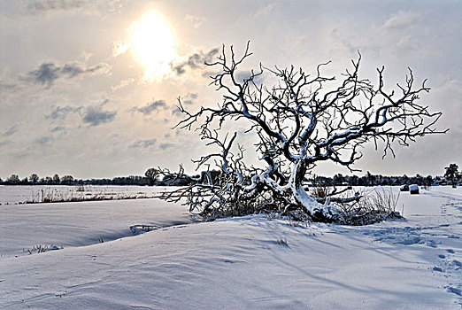 树,积雪,地点,汉堡市,德国,欧洲