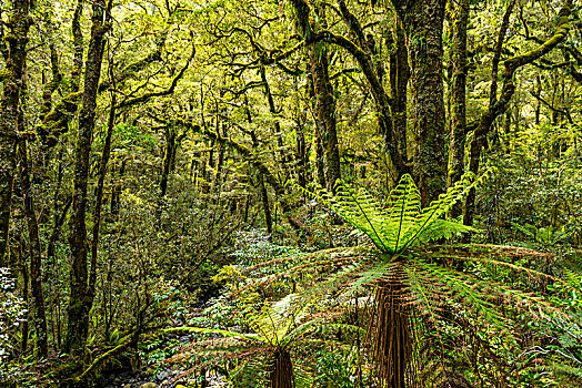 新西兰,雨林,桫椤,峡湾国家公园,南部地区,大洋洲