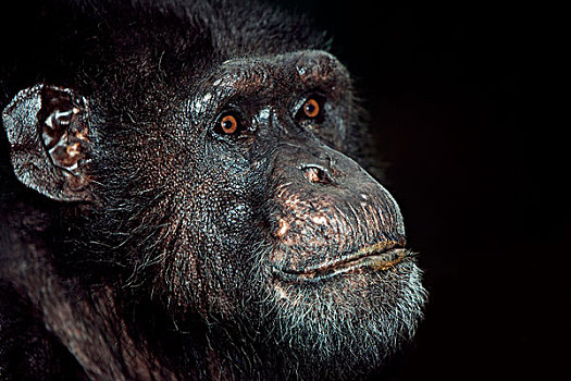 黑猩猩,类人猿,头部,特写,成年
