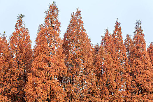 初冬时节红色的杉树林
