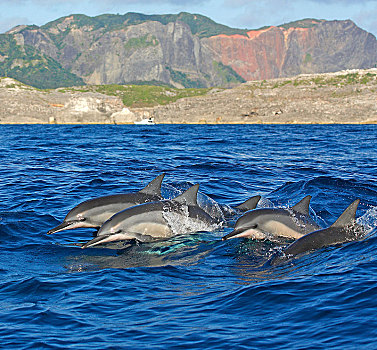 海豚,长吻原海豚,跳跃,小笠原群岛,日本,亚洲
