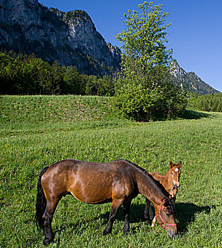 母马,小马,草场,月亮湖地区,萨尔茨卡莫古特,区域,奥地利,欧洲