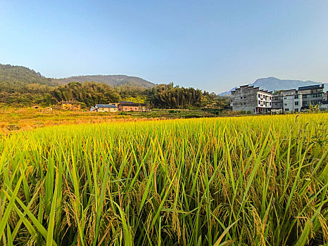 山野乡村,田园风光