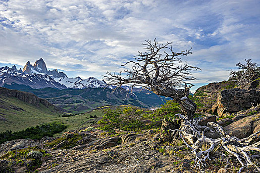 枯木,后面,洛斯格拉希亚雷斯国家公园,世界遗产,阿根廷,南美