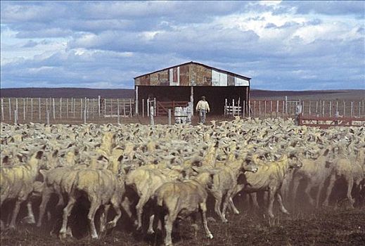 绵羊,哺乳动物,成群,剪羊毛,草原,农业