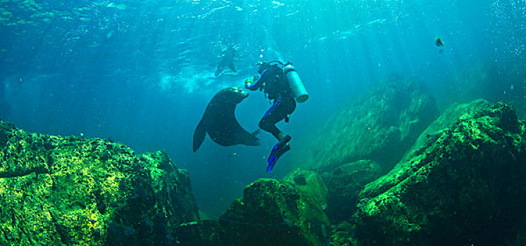 潜水者,海狮,水下,国家,海洋公园,北下加利福尼亚州,墨西哥