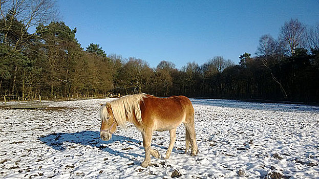 设得兰矮种马,冬天,北莱茵威斯特伐利亚,德国