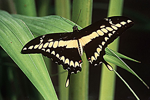 燕尾蝶,棕榈树,不列颠哥伦比亚省,加拿大