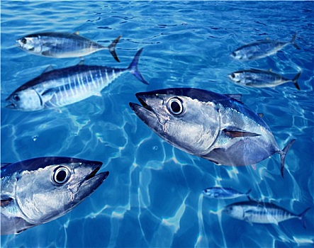 金枪鱼,蓝鳍金枪鱼,鱼群,水下