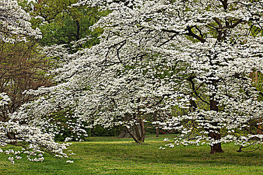 山茱萸,树,盛开,公园,附近,路易斯维尔,肯塔基,美国