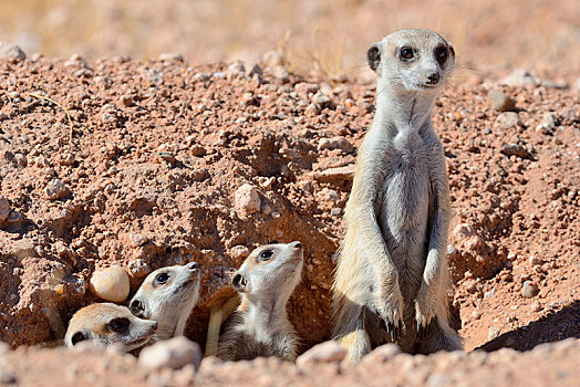 猫鼬,细尾獴属,成年,雄性,幼兽,巢穴,入口,卡拉哈里沙漠,区域,纳米比亚,非洲
