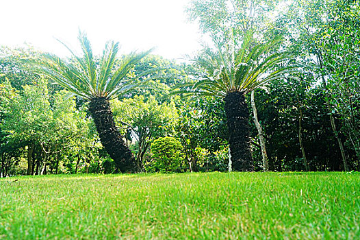 深圳红树林公园绿色草坪景观