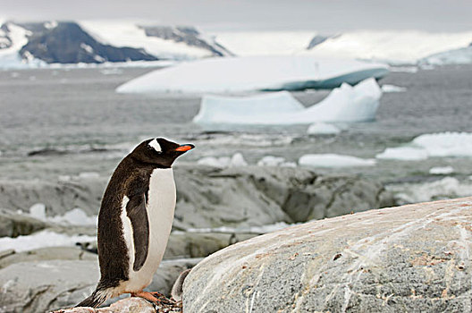 巴布亚企鹅,企鹅,岛屿,雷麦瑞海峡,南极半岛,南极