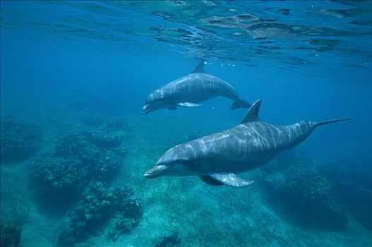 宽吻海豚,一对,游动,上方,珊瑚礁,洪都拉斯