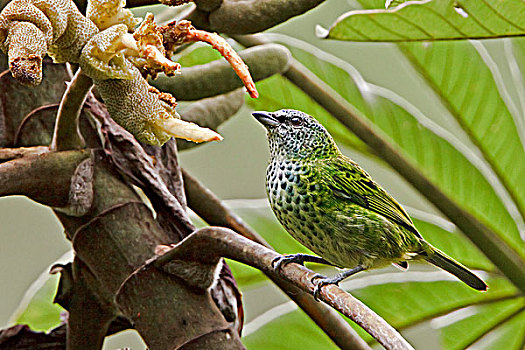 斑点,唐纳雀,栖息,枝条,靠近,国家公园,东南部,厄瓜多尔