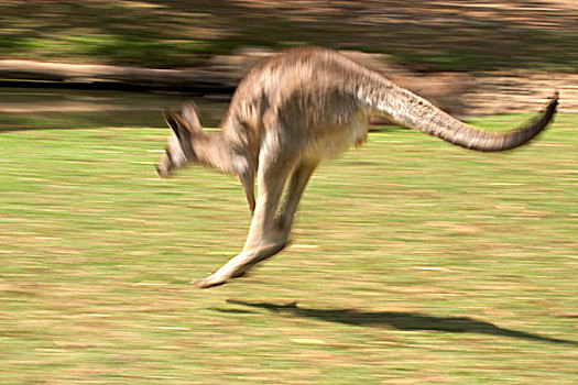 灰袋鼠,澳大利亚