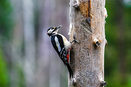 大斑啄木鸟,春天,树林