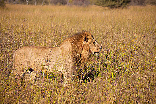 非洲狮,狮子,站立,高草,奥卡万戈三角洲,博茨瓦纳,非洲