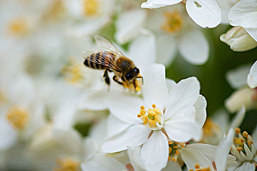 蜜蜂,花粉,白色背景,花
