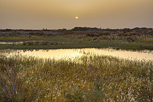 日落下的芦苇湖
