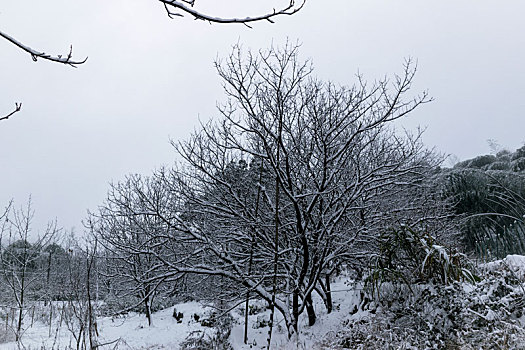 雪树