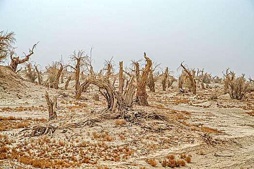 新疆,沙漠,枯树