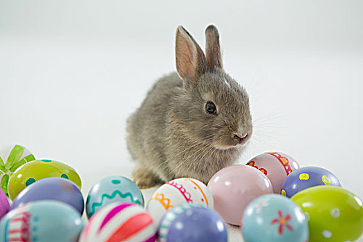 复活节彩蛋,复活节兔子,白色背景,背景