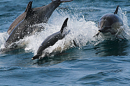 常见海豚,真海豚,三个,跳跃,峡岛,加利福尼亚