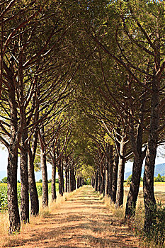 松树,树,排列,小路,格罗塞托,托斯卡纳,意大利
