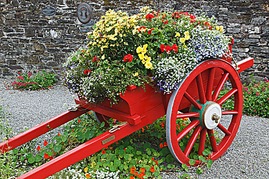 老,红色,花,装饰,科克郡,爱尔兰